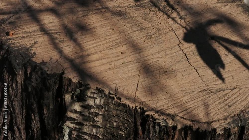 Close-up 4K footage of moving leaf shadow cast across a cut tree trunk surface. Organic wood texture with warm natural light, suitable for background use, environmental concepts, rustic design and med
