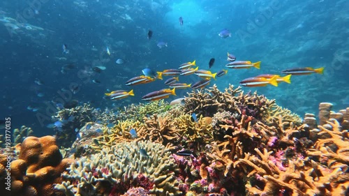 School of tropical fish swimming above a healthy coral reef in clear blue ocean water, showcasing marine biodiversity and the vibrant ecosystem of the Fiji islands. Underwater beautiful nature scene
