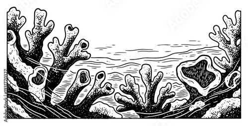 Vintage coral reef underwater sea scene hand drawn illustration