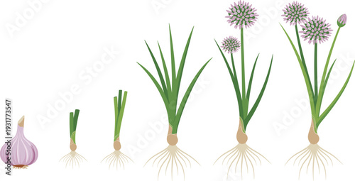 Garlic plant growth stages vector illustration, bulb to mature flowering plant with roots leaves shoots purple blossoms, agriculture botany gardening design graphics