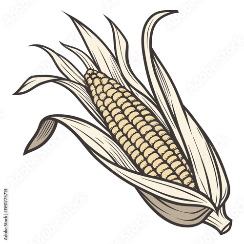 Harvest ready maize ear with textured kernels and husk 2