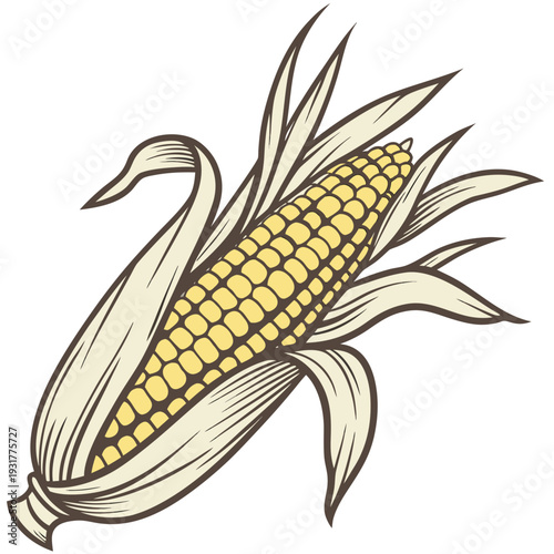 Partially shucked yellow maize ear with exposed kernels