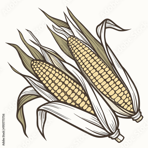 Close up of corn on the cob with dried husk layers