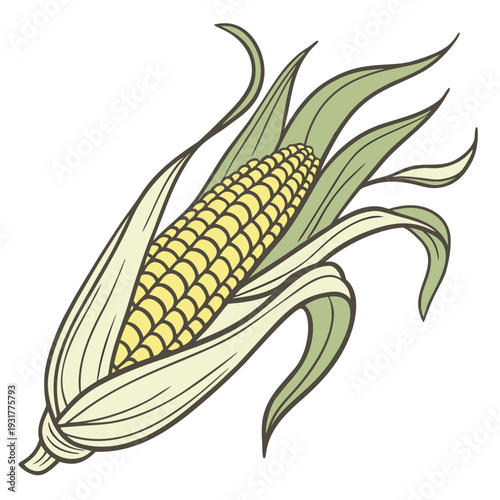 Corn ear with partially peeled back organic husk and leaves