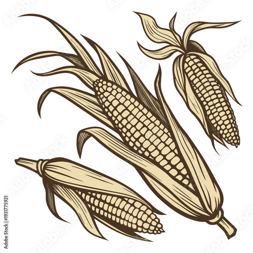 Of three ears of corn with dried husks yellow brown