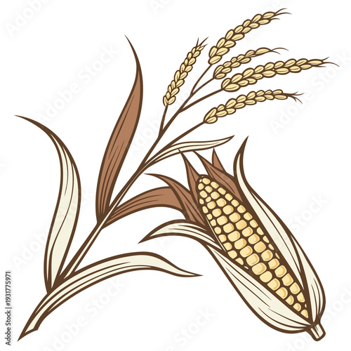 Corn ear with husk and leaves and wheat on white background