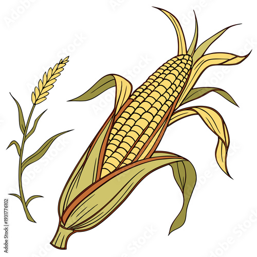 Golden maize cob with husk and leaves corn yellow green