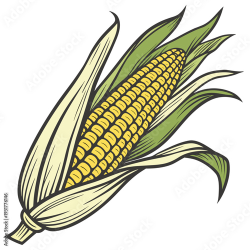 Ripe corn ear with partially removed husk and leaves