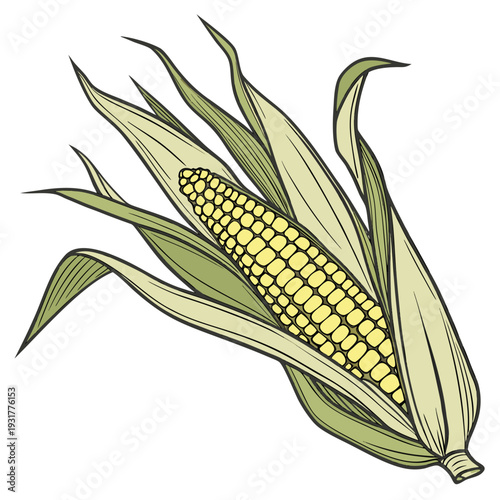 Botanical accurate maize ear with peeled husk edge