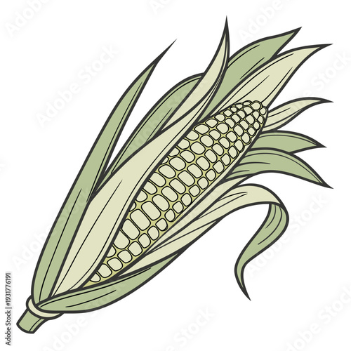Corn ear with partially peeled back green and beige husk 1