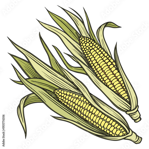 Two ears of corn with detailed outer husk layers leaves