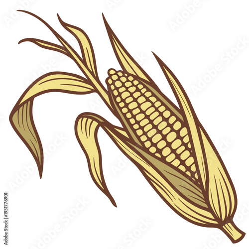 Corn ear attached to dry stalk segment textured husk 1