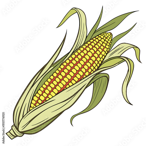 Detailed of corn ear with partially removed husk and leaves 1