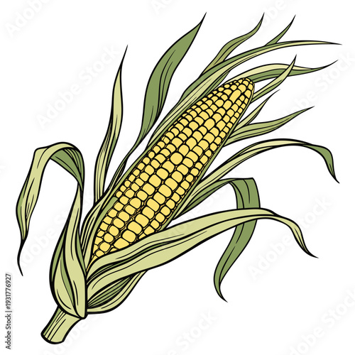 Detailed of corn ear with green leaves and yellow kernels