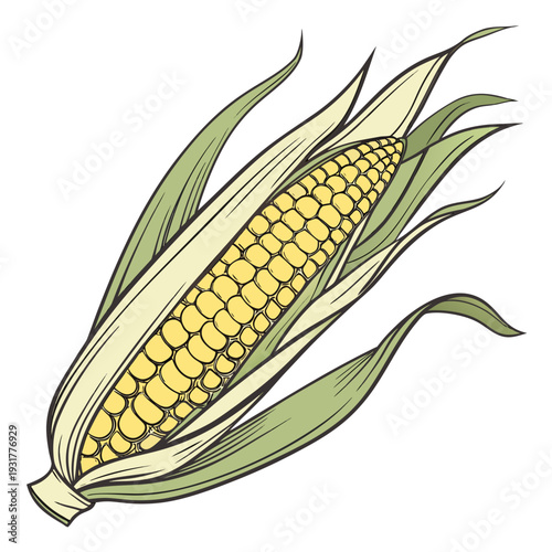 Detailed of corn ear with partially removed husk and leaves