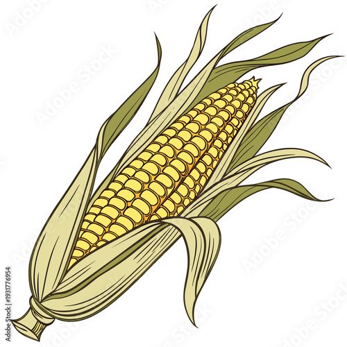 Golden corn with crisp symmetrical kernels and husk