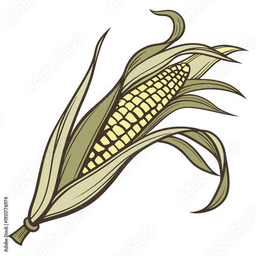 Harvest maize cob with slightly curved shape and leaves