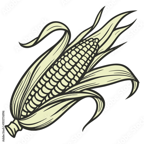 Harvested maize cob with slightly curved shape and leaves 1