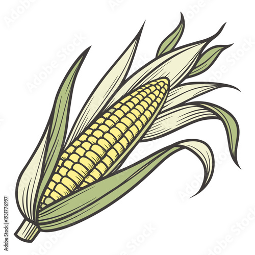 Harvested maize cob with slightly curved shape and leaves