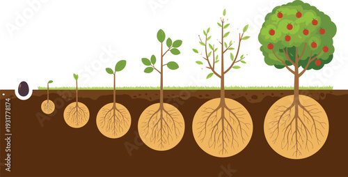 Tree growth stages from seed to mature fruit tree, underground root development diagram, educational botany lifecycle illustration, flat vector gardening and plant growth concept