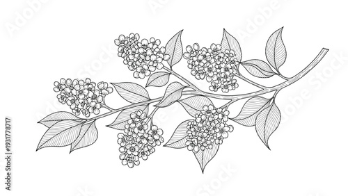Detailed botanical illustration of a lilac branch with clusters of blooming flowers and leaves in black line art.
