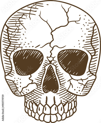 Detailed human skull illustration with cracks and shading in vintage drawing