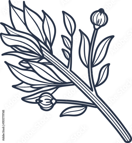 Herbal branch with leaves and buds line art illustration, natural plant botanical sketch