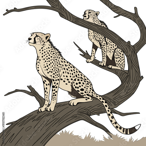 Two cheetahs standing on tree branch with white background 1