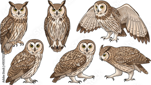 Detailed Great Horned Owl and Barred Owl Vector Illustration Set with Various Poses Including Flying, Perching, and Standing for Wildlife Nature Designs