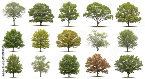 Diverse Collection of Isolated Deciduous Trees