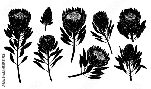 Exotic protea flower silhouettes with stems and leaves vector set