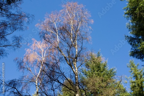 Bare birch treetops against clear blue sky — winter woodland with evergreen conifers