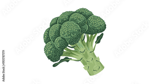 Fresh green broccoli floret is illustrated with a thick stem and many florets against a white background for food themes.