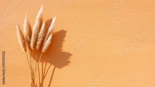 A bunch of dried pampas grass leaning against a sun baked terracotta plaster wall. Sharp shadows, monochromatic warm beige and orange tones