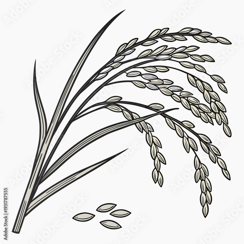 Rice plant with grains and leaves rice grains paddy