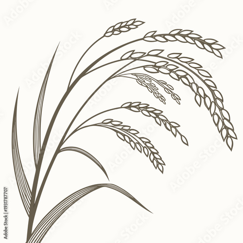 Brown rice plant with grains and leaves on white background