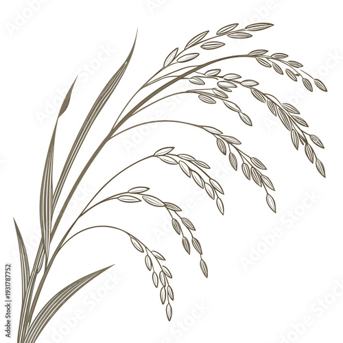 Brown rice plant with grains on stem rice grains leaves