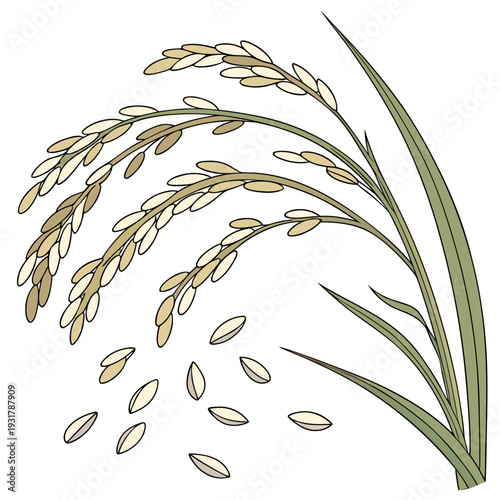 Uncooked rice grains and stalk plant