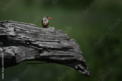 Photos Grey-headed Kingfisher (Halcyon leucocephala) Perched on Large Weathered Log in
