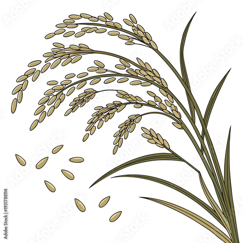 Raw rice grains arranged naturally on rice plant