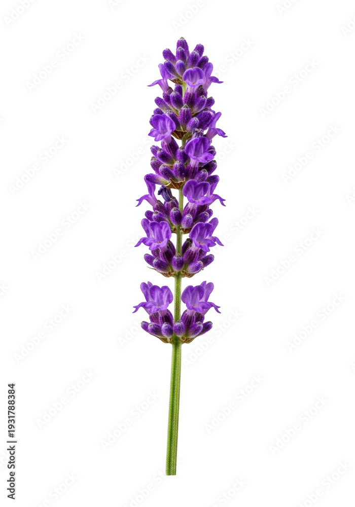 Fototapeta premium a single, perfectly formed lavender sprig with vibrant purple florets and a green stem, isolated against a seamless transparent studio background, ultra-realistic uhd photo, concept of natural
