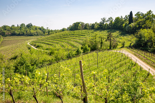 Wallpaper Mural Lush Green Terraced Vineyards in Spring Landscape Torontodigital.ca