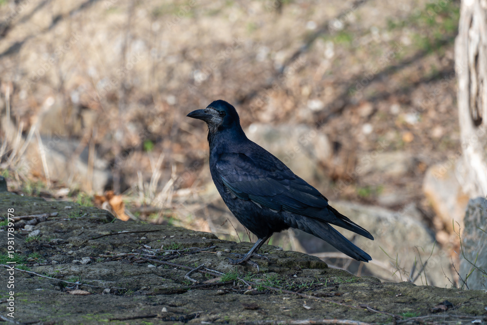 Fototapeta premium Bird rook perching and looking in early spring in city park. Crow with black feather and bare beak. Corvus frugilegus is species of genus corvus. Gregarious eurasian of passerine bird animals in wild.
