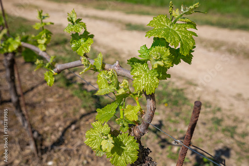 Wallpaper Mural Macro of New Spring Growth on an Old Grapevine Trunk Torontodigital.ca
