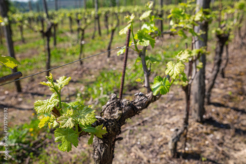 Wallpaper Mural Macro of New Spring Growth on an Old Grapevine Trunk Torontodigital.ca