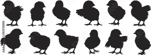 Baby chick silhouette collection isolated on white background, fluffy poultry farm animal black vector set illustration