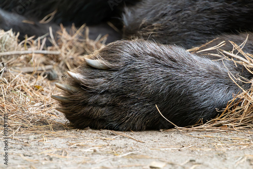 Bear forepaw with claws close-up. Front paw of a sleeping brown bear (Ursus arctos) on the ground. Upper side of the body part. Dirt and straw is lying around the animal.