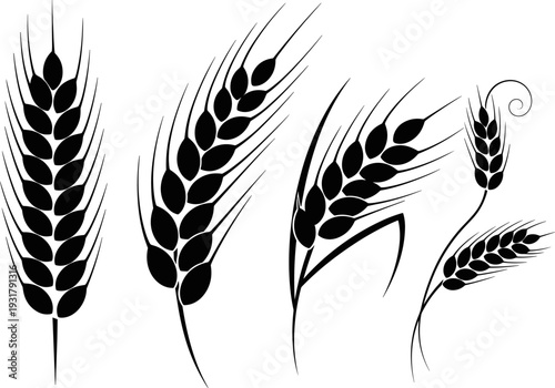 Wheat Ear Silhouette Illustration Set with Hand Drawn Grain Spikes, Agricultural Harvest Symbols, and Natural Cereal Plant Elements for Farm Design