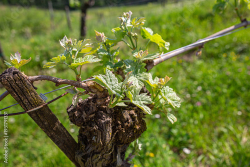 Wallpaper Mural Macro of New Spring Growth on an Old Grapevine Trunk Torontodigital.ca