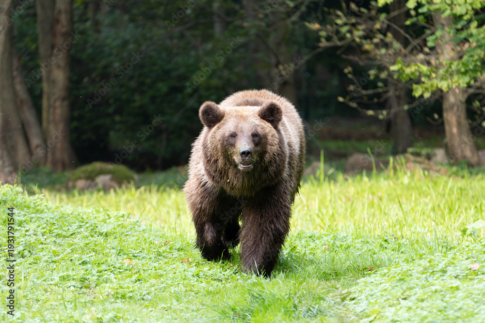 Fototapeta premium Brown bear walking towards the camera and looking into the lens in a natural environment. Face of a female Ursus arctos with beautiful brown fur. The snout is full of duckweed.